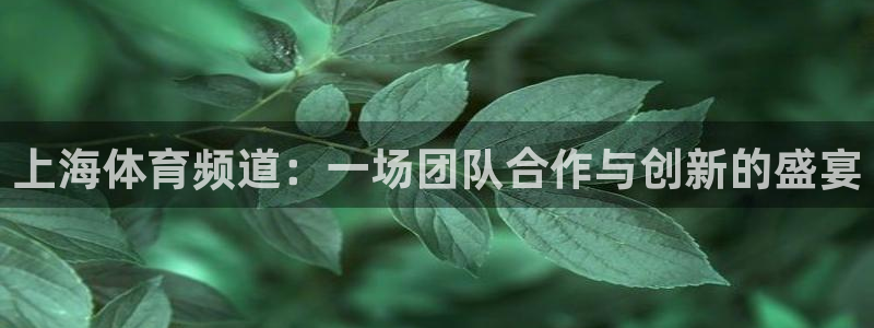 上海体育频道：一场团队合作与创新的盛宴