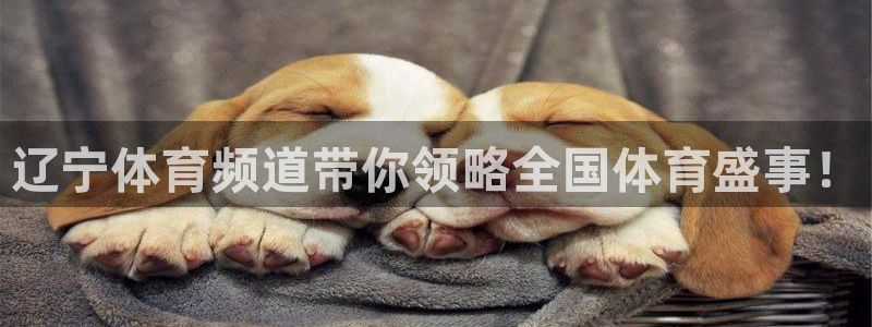 辽宁体育频道带你领略全国体育盛事！