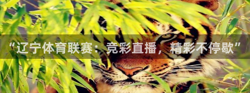 “辽宁体育联赛：竞彩直播，精彩不停歇”